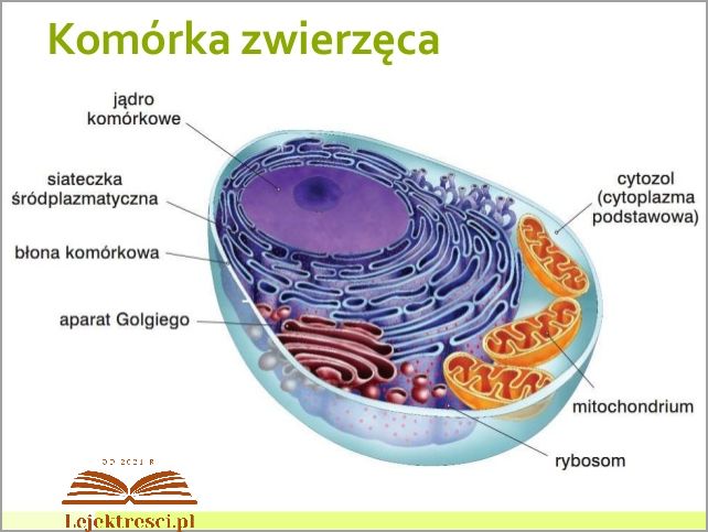 Co To Jest Cytoplazma? Odkryj Prawdę!